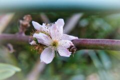 近所の花　寒桜
