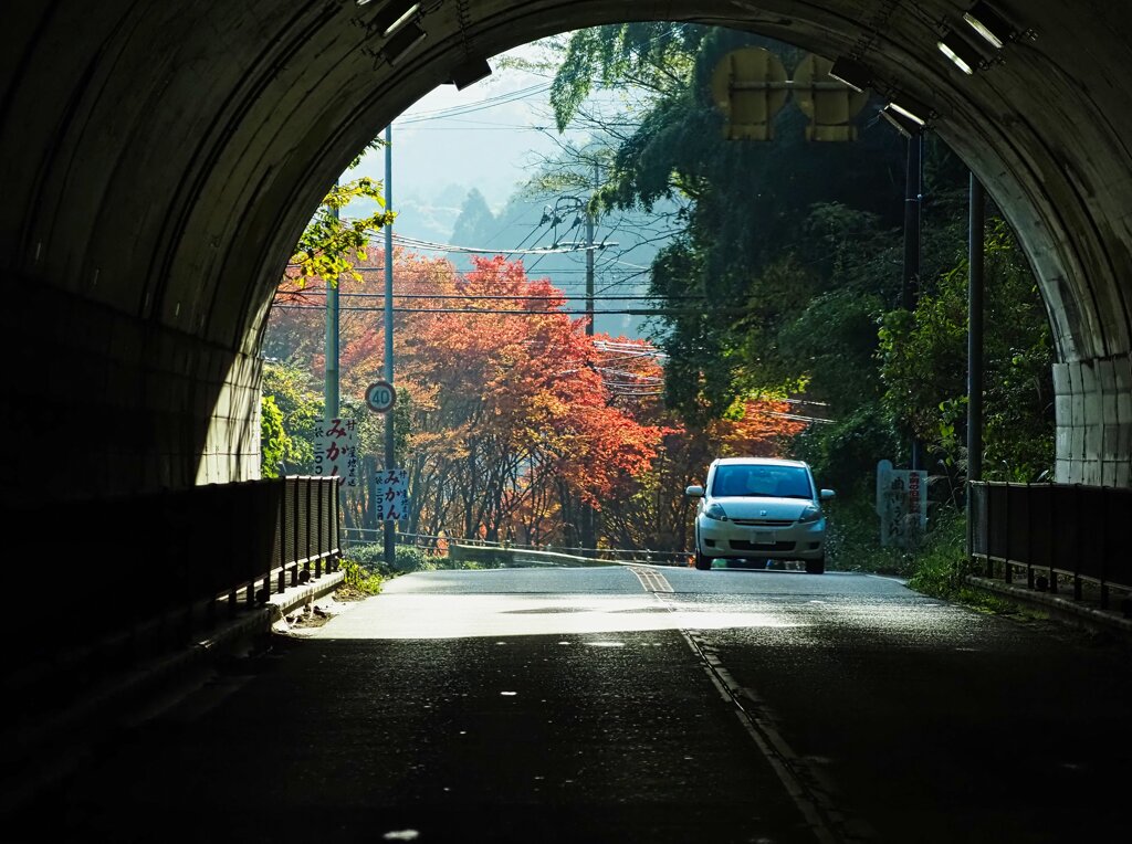 曲渕ダムの紅葉