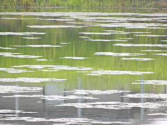 近所の池
