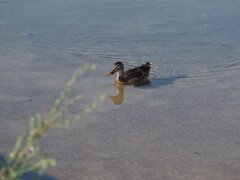 カモ