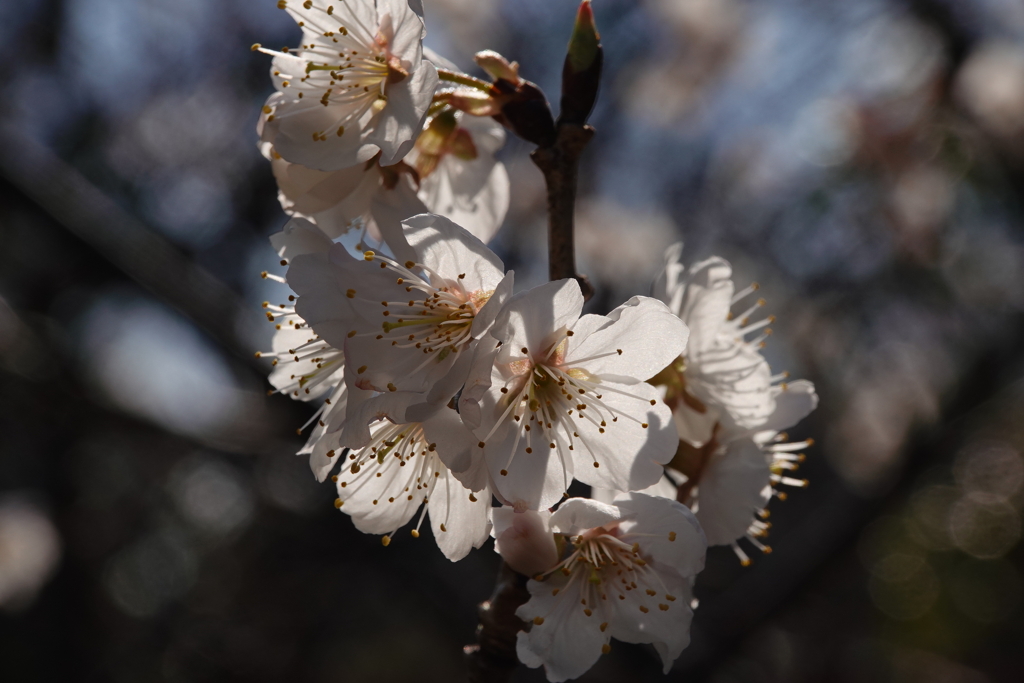梅の花　2