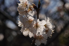 梅の花　2