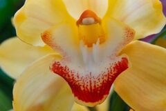 近所の花  黄
