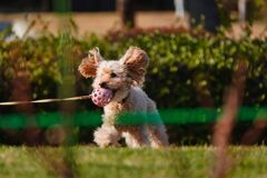 ワンパクな犬