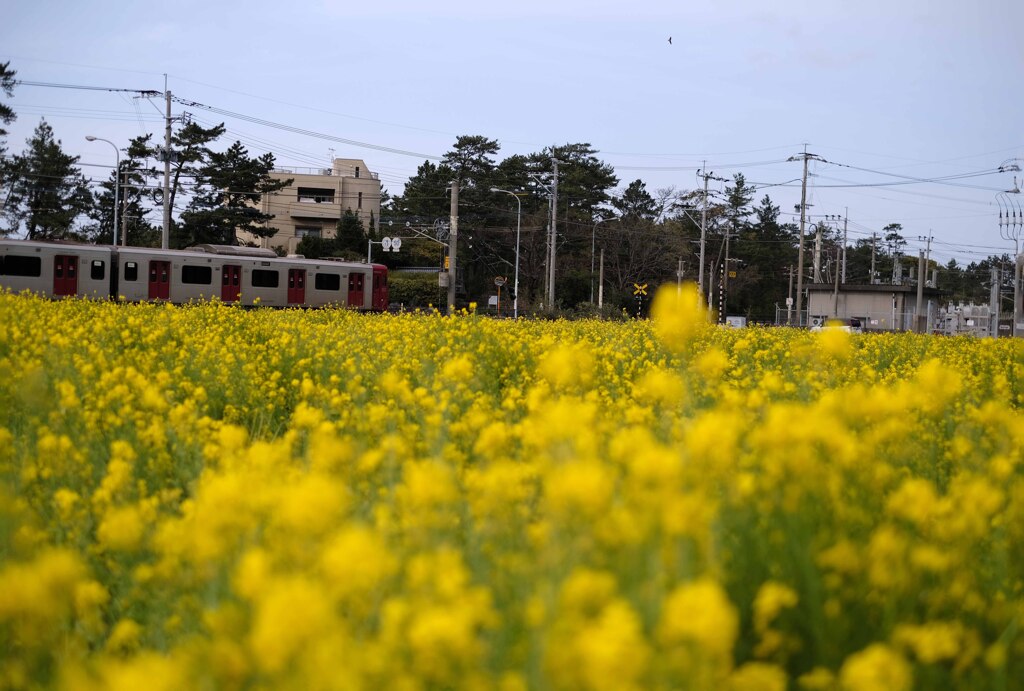 菜の花畑と電車