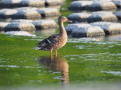 カモ