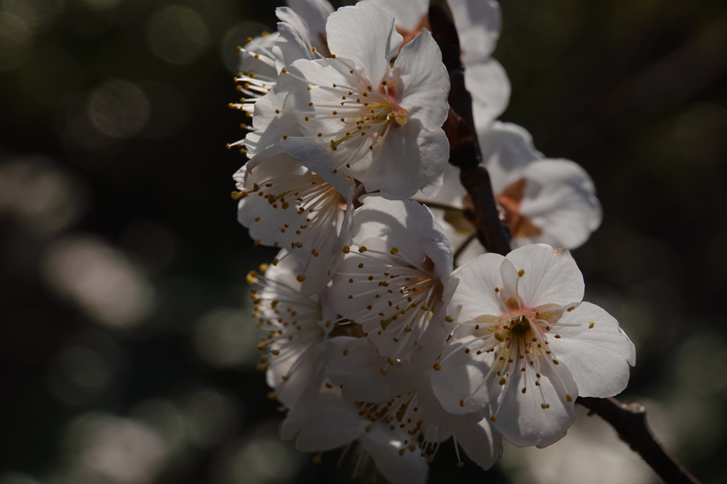 梅の花　３