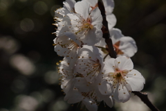 梅の花　３