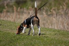 ビーグルの探索