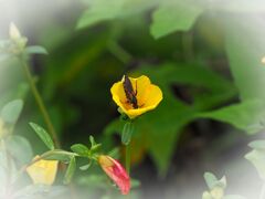 花と虫