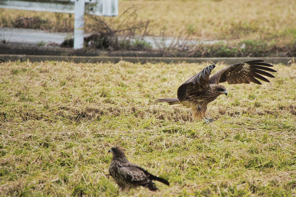 トビ着陸