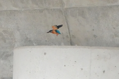 50m先の飛行