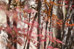 紅い葉
