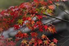 南蔵院の紅葉