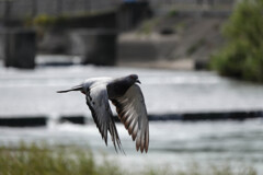 鳩さんも扇ぎます。