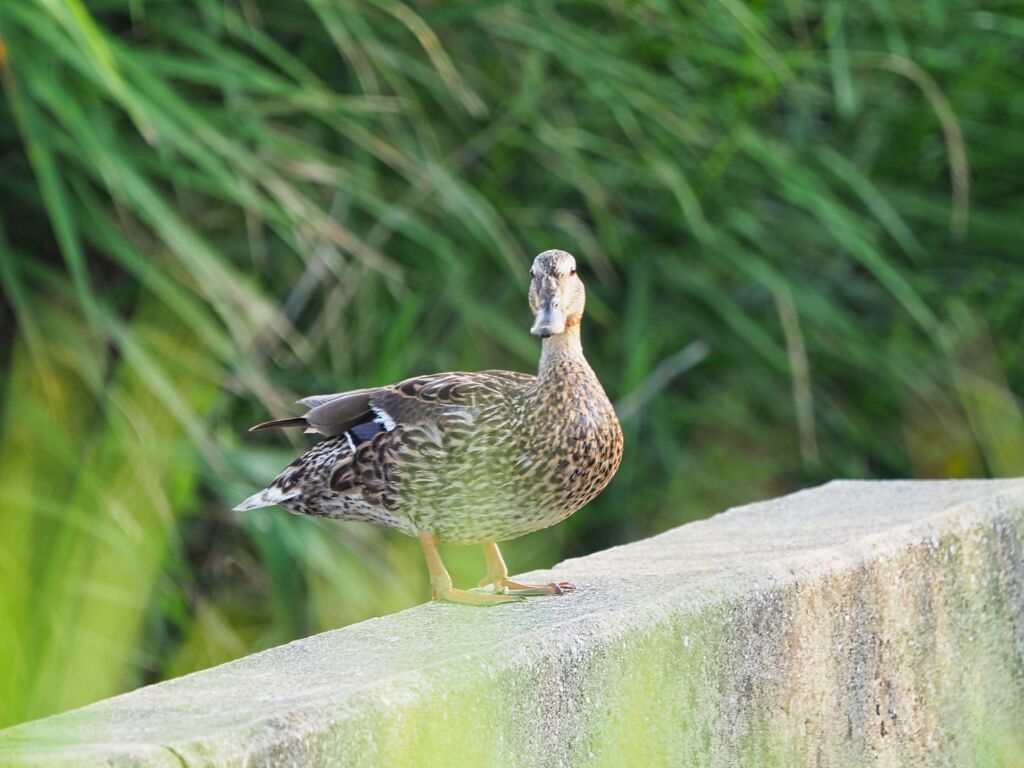 ガン見