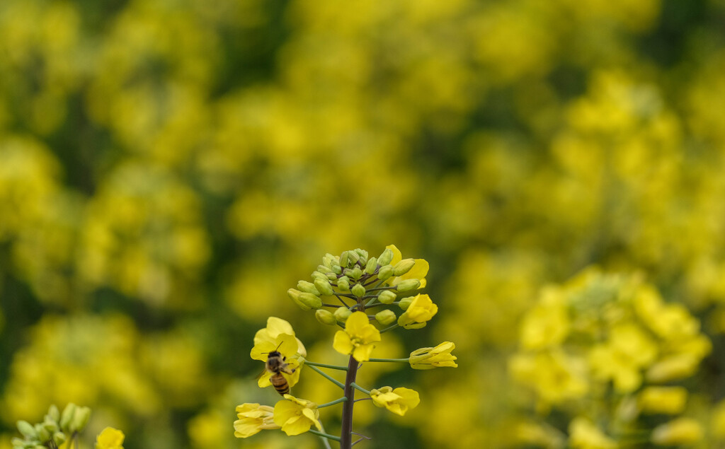 菜の花に