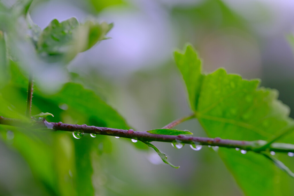 雫3
