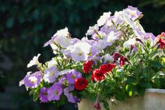 プランターの花