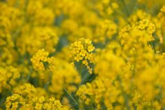 菜の花　2