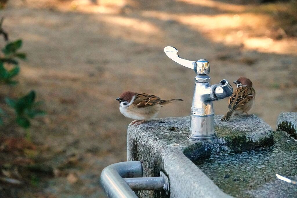 誰か水飲みに来てくんないかな？