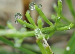 草木の雫