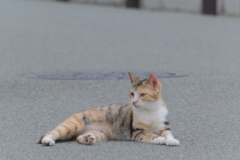 猫の島の住民7