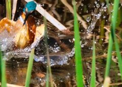 水面飛び出し