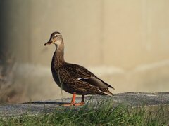 マガモ雌