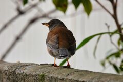 え～っ　後ろから