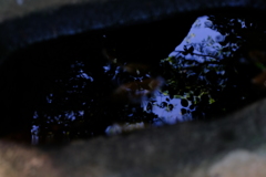水鏡