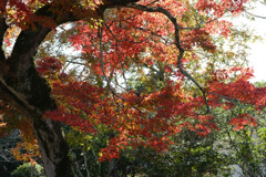 宇佐の紅葉
