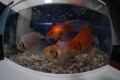金魚の眼