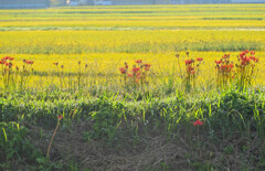 川土手の花