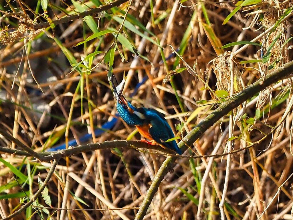 カワセミ調理②