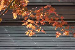 光浴紅葉