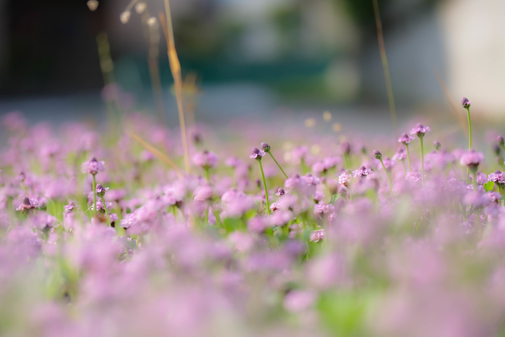 小さな花群