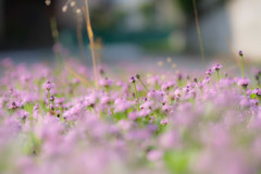 小さな花群
