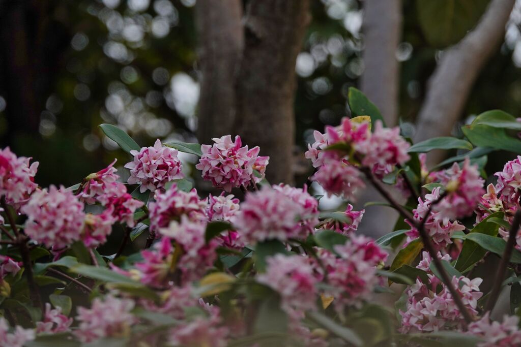 沈丁花？
