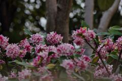 沈丁花？