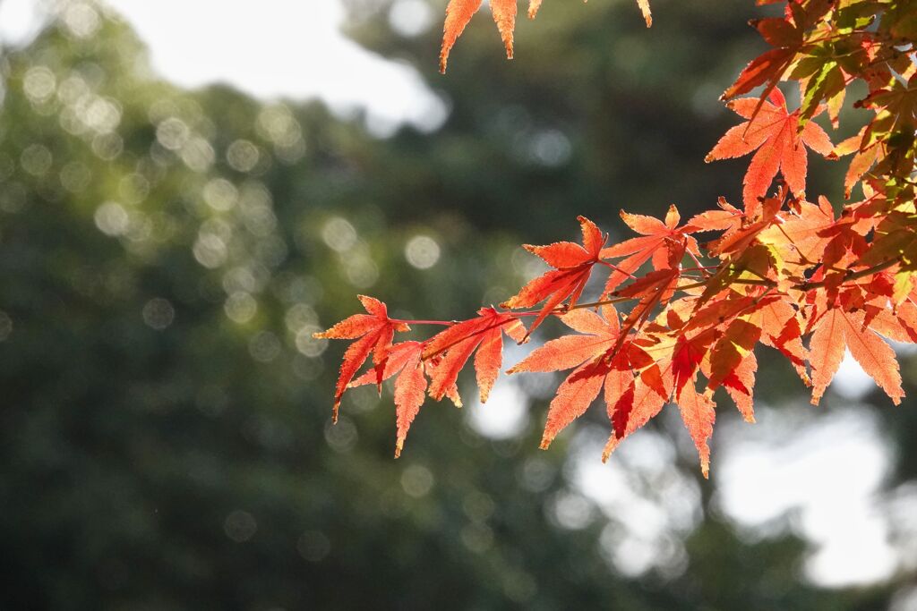 光を透かす紅葉