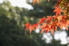 光を透かす紅葉