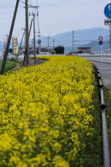 菜の花の道