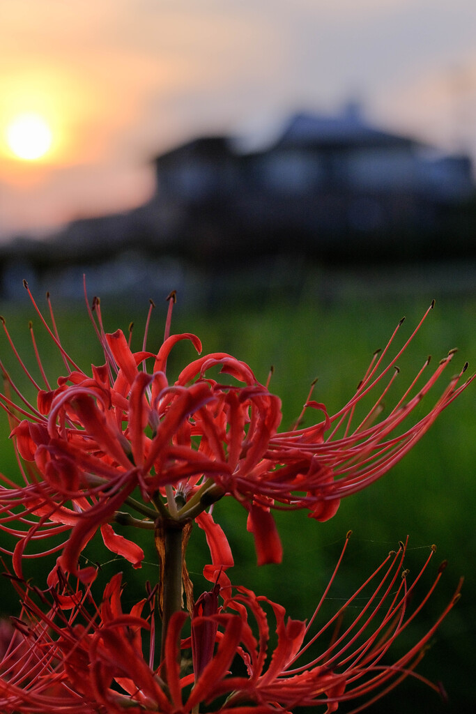 彼岸花8