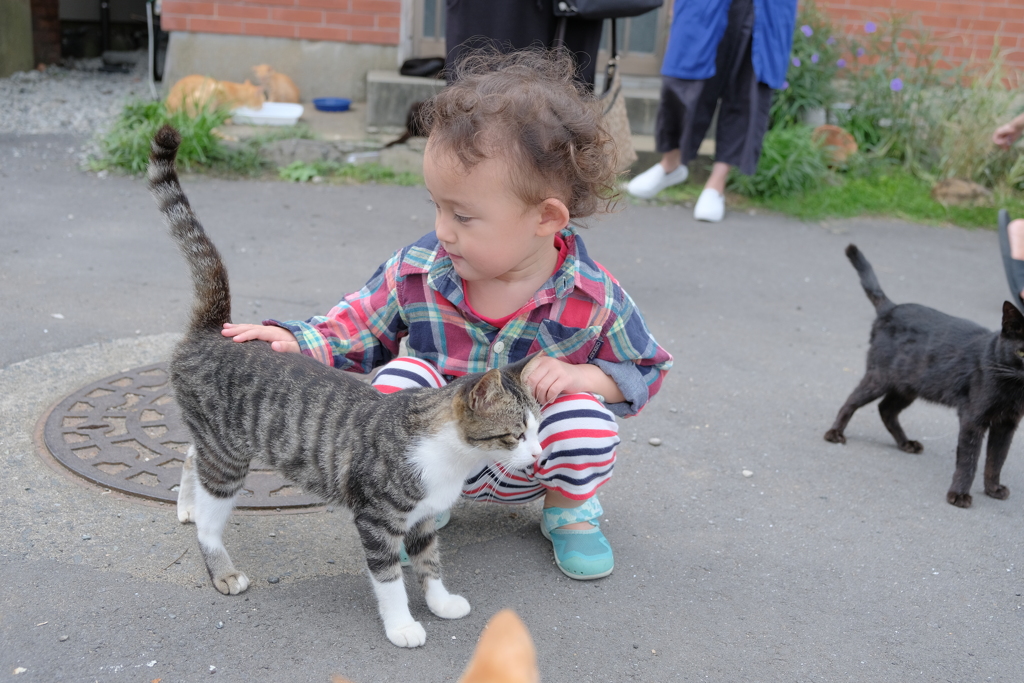 子の子と猫3