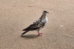 伝書鳩