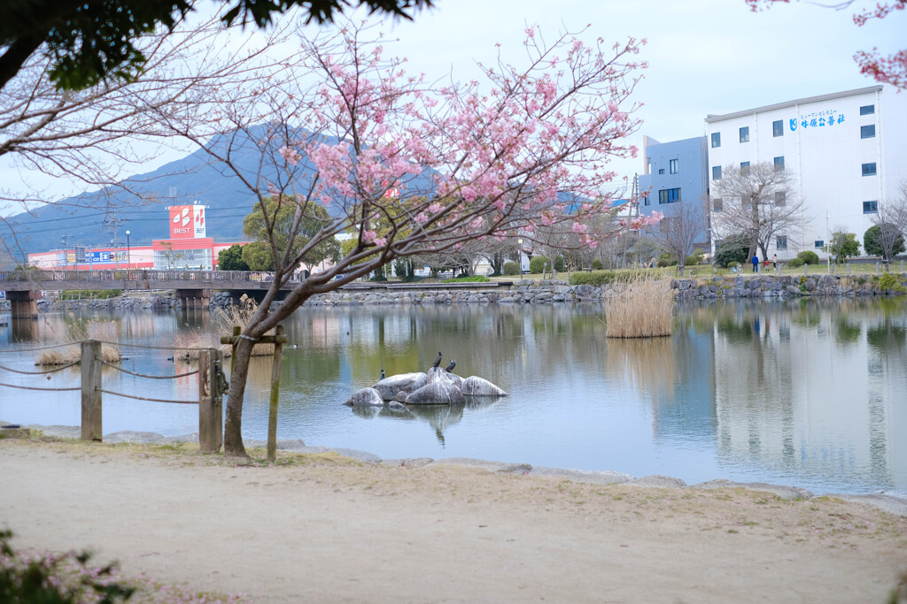 丸田池の桜