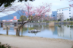 丸田池の桜