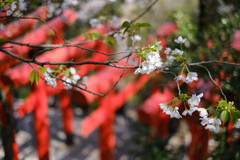 赤鳥居と桜