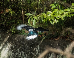 カササギ飛び立ち